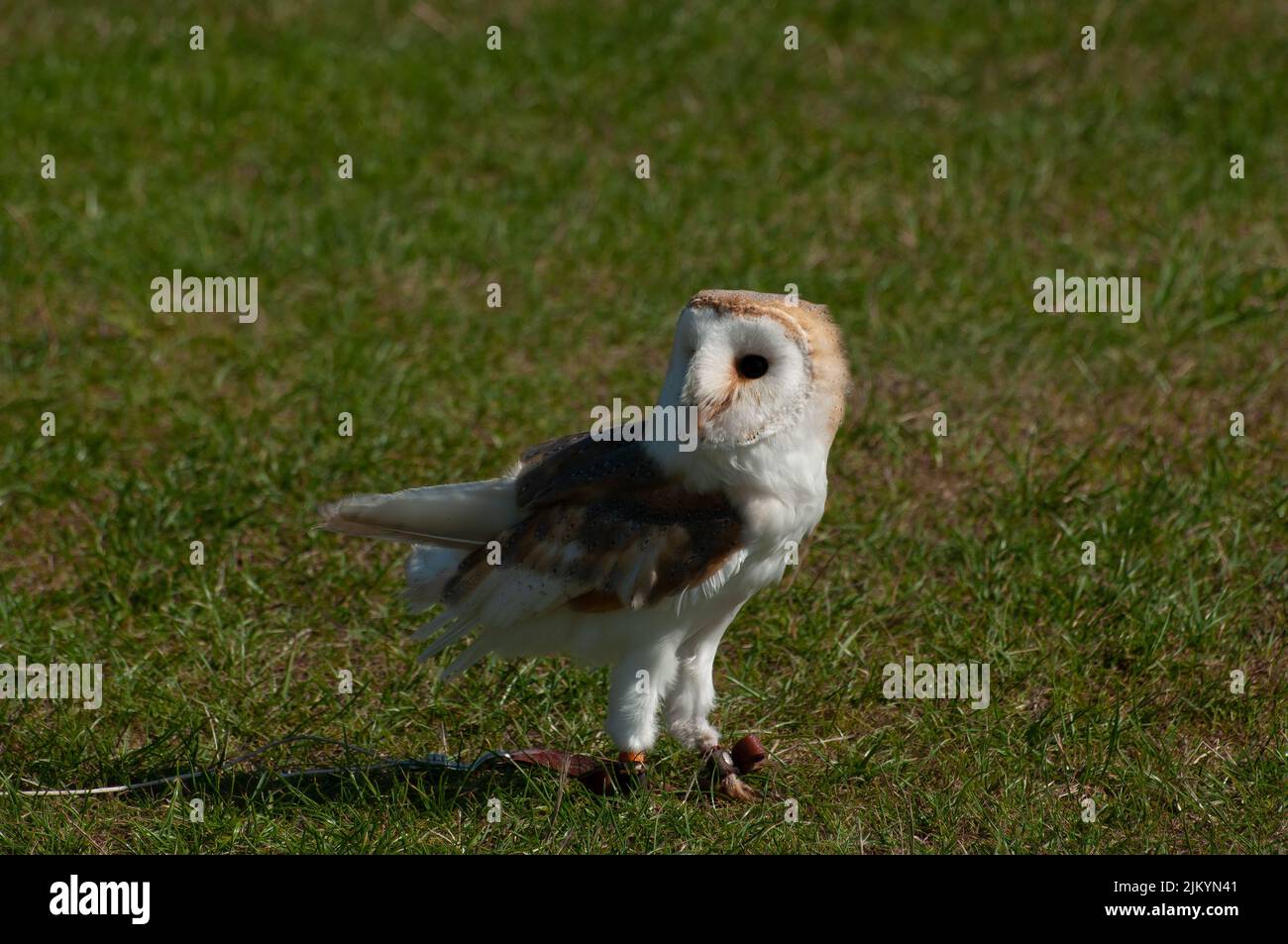 Falconer`s Barn Owl, Tyto alba, looking backwards stood on grass